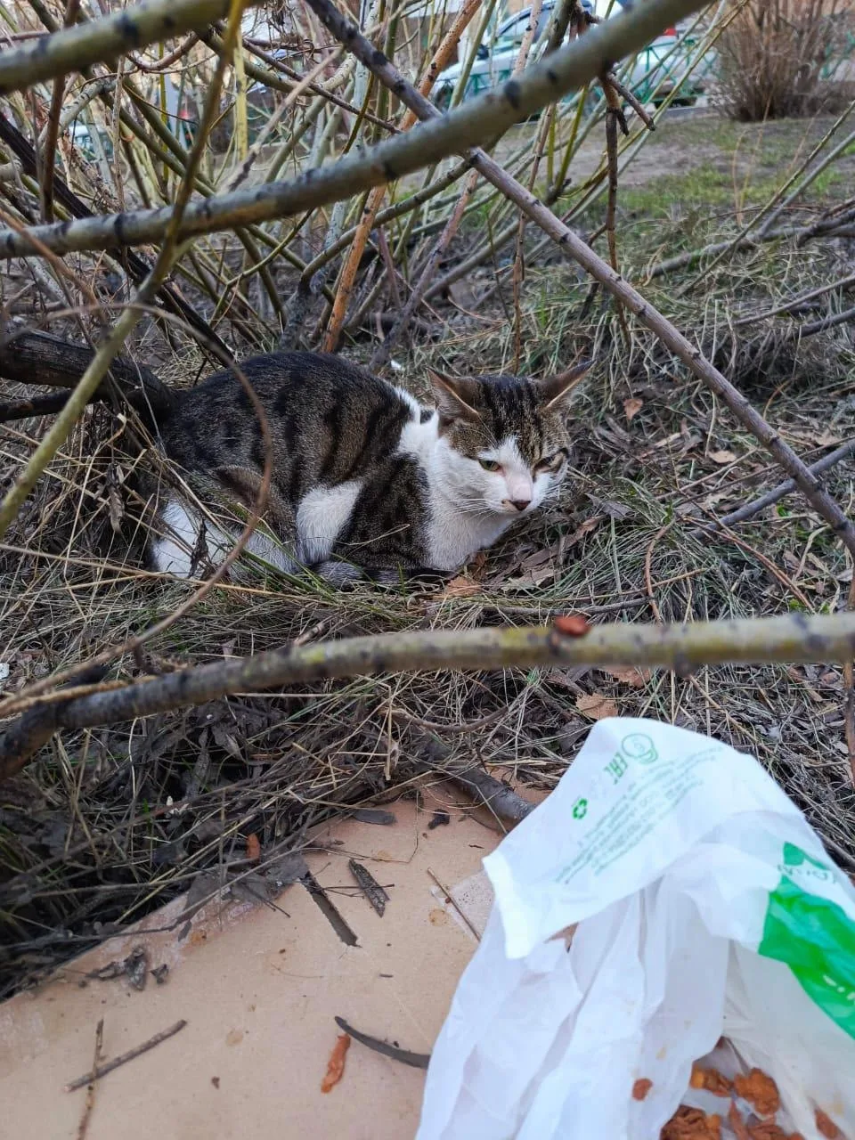 Пропала кошка в Барнауле — фото питомца