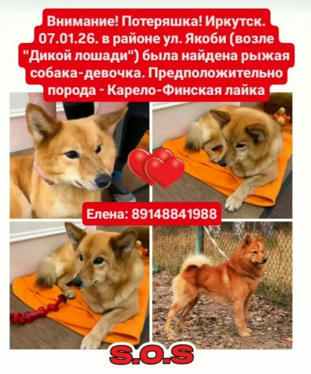 Найдена собака в Иркутске — фото питомца