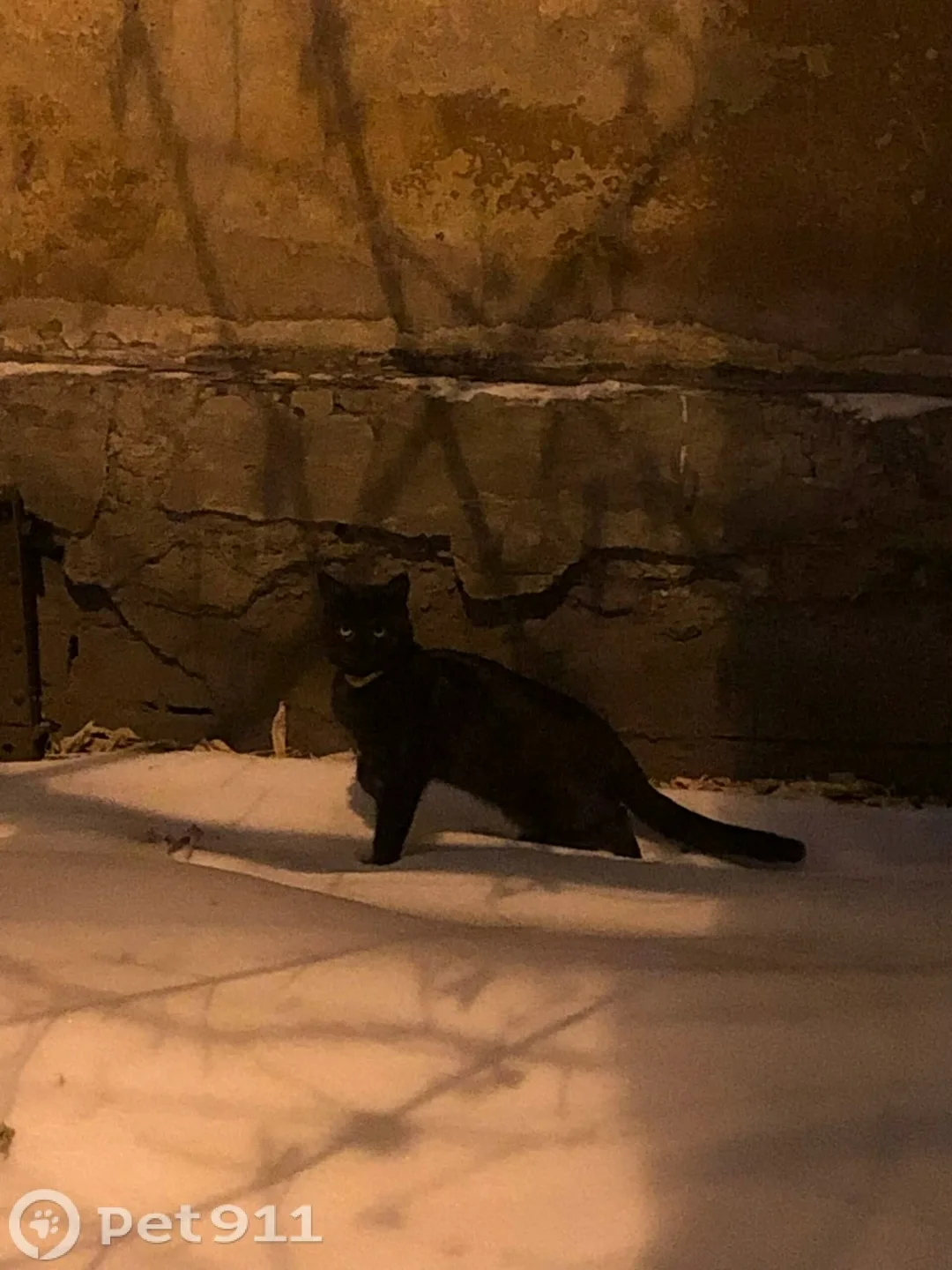 Найдена кошка в Иркутске — фото питомца
