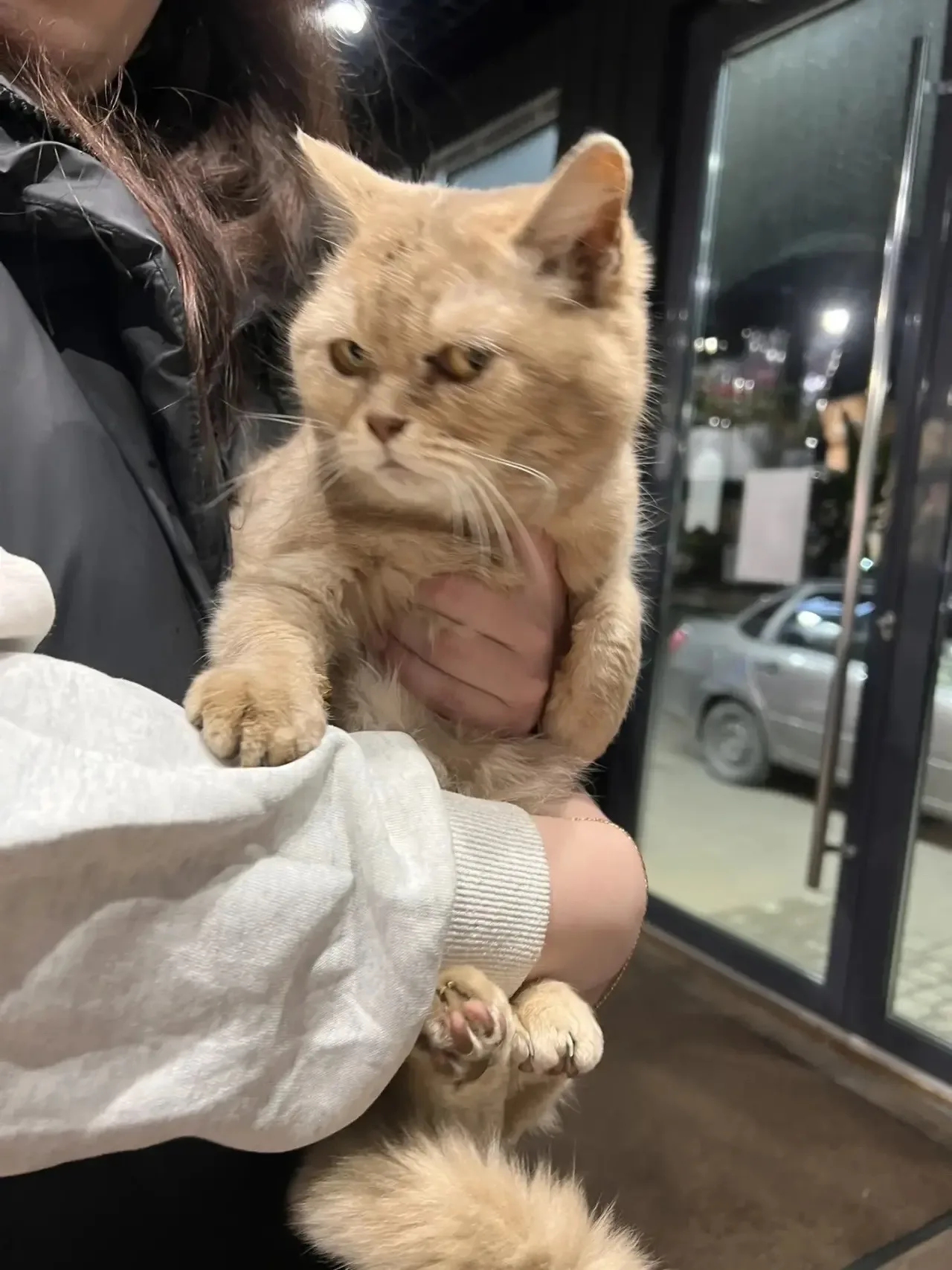 Найдена кошка в Нижнекамске — фото питомца