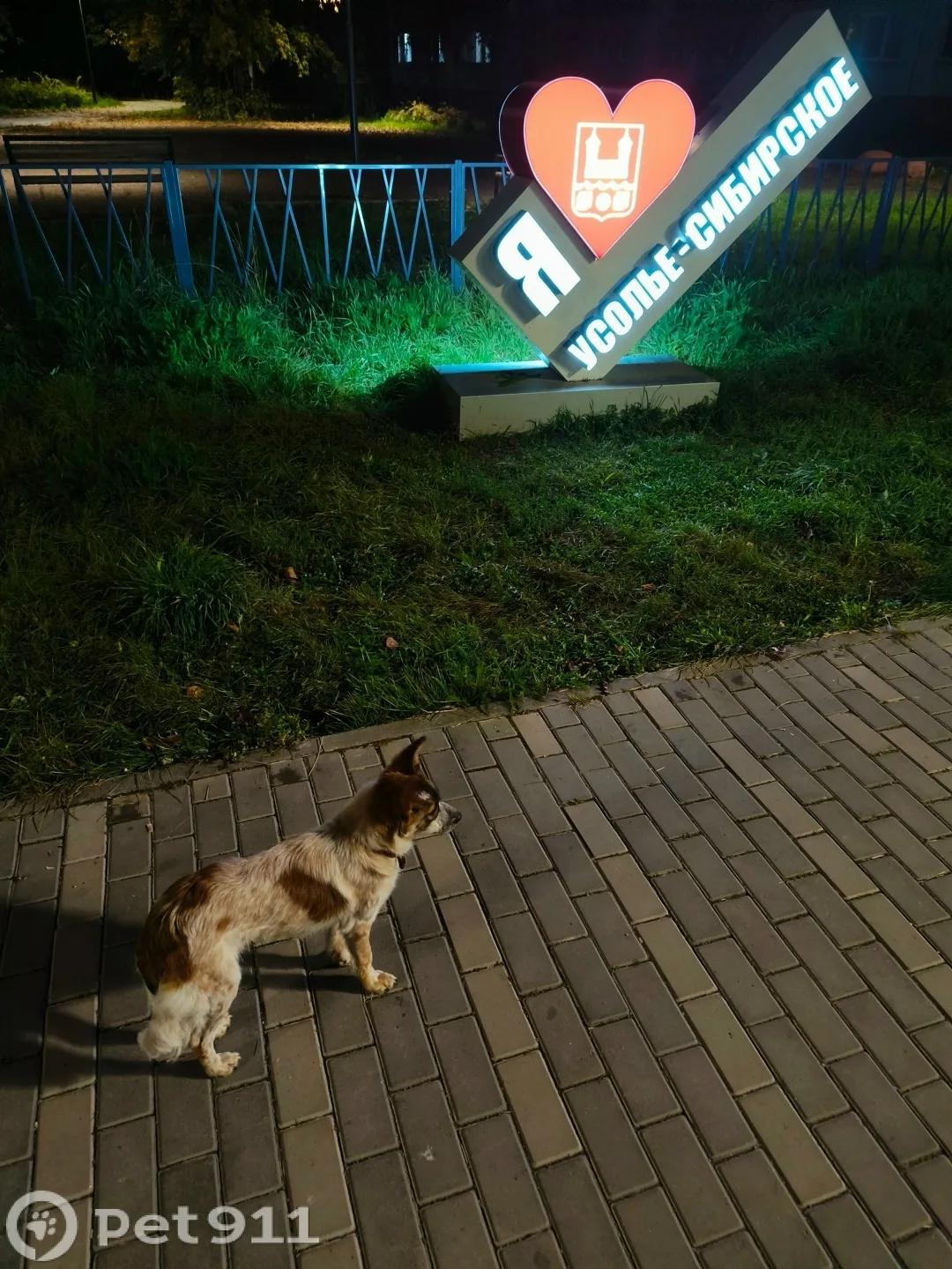Найдена собака в Иркутске — фото питомца