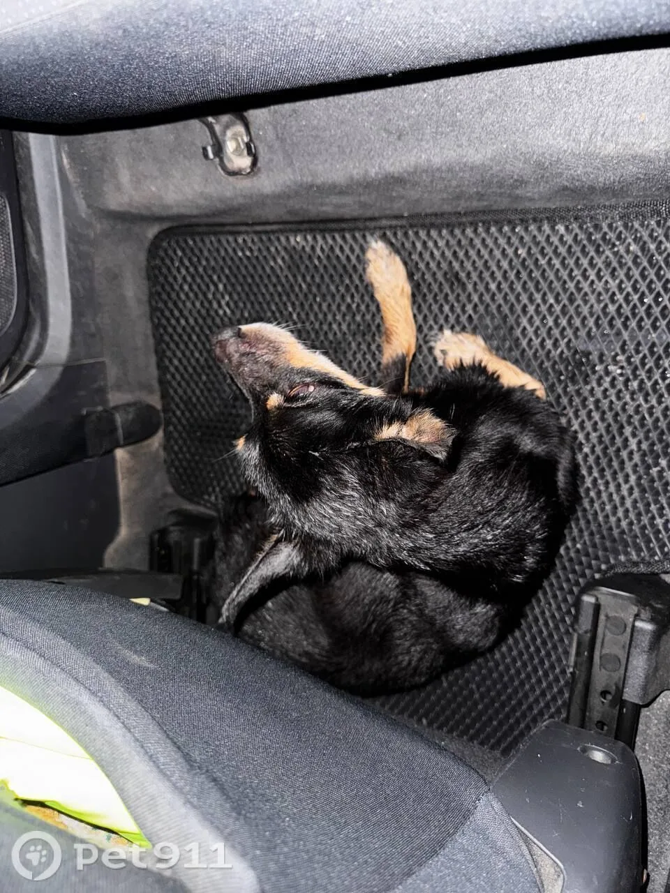 Найдена собака в Иркутске — фото питомца