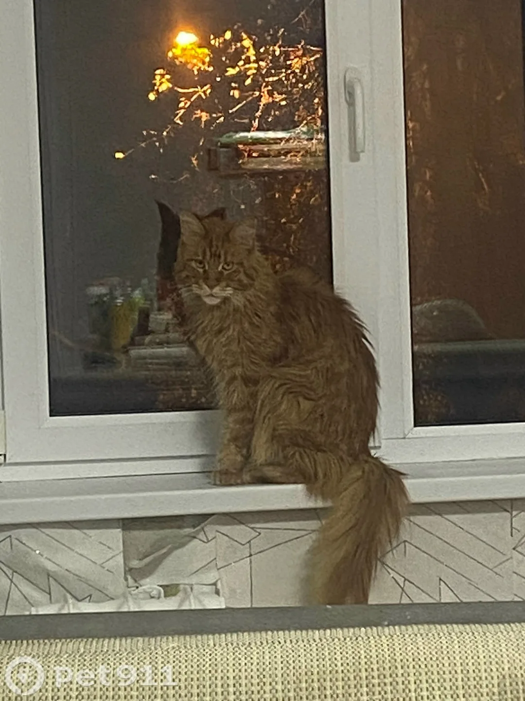 Найдена кошка в Иркутске — фото питомца