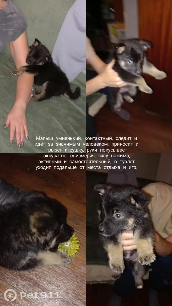 Найдена собака в Иркутске — фото питомца