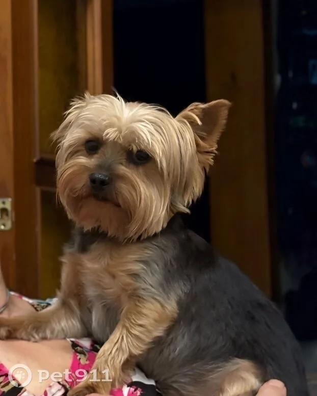 Пропала собака в Иркутске — фото питомца