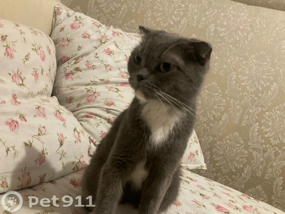 Найдена кошка в Иркутске — фото питомца