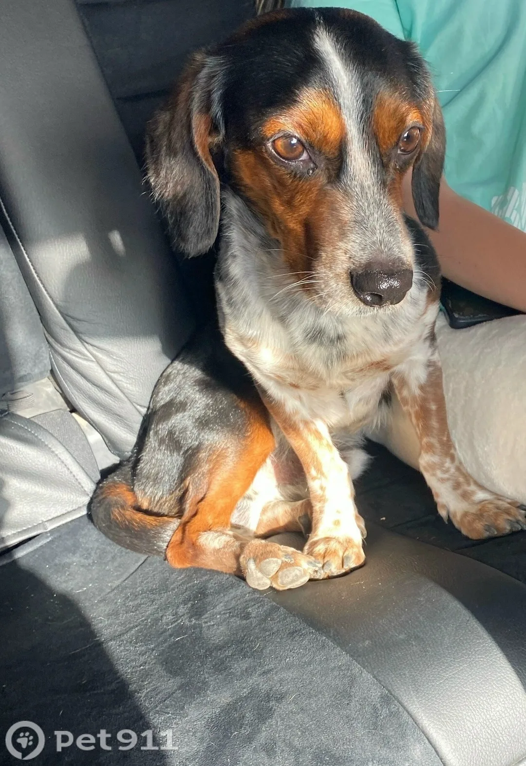 Пропала собака в Иркутске — фото питомца