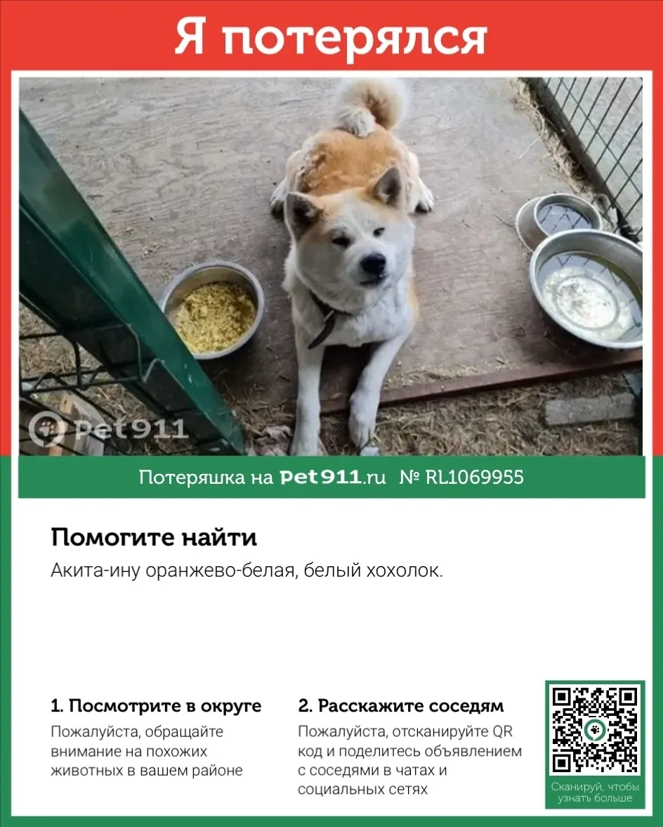 Пропала собака в Иркутске — фото питомца