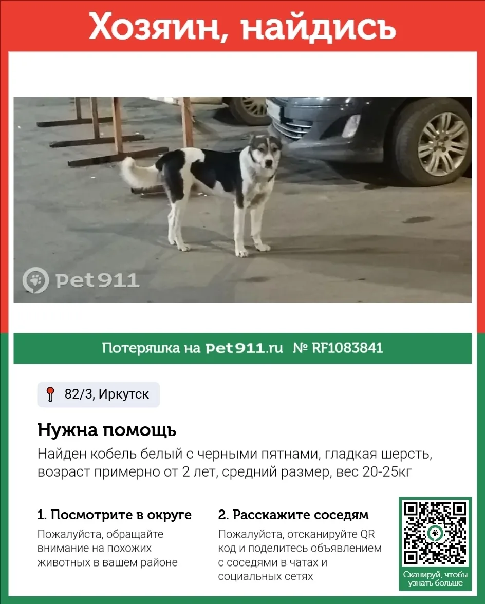 Найдена собака в Иркутске — фото питомца