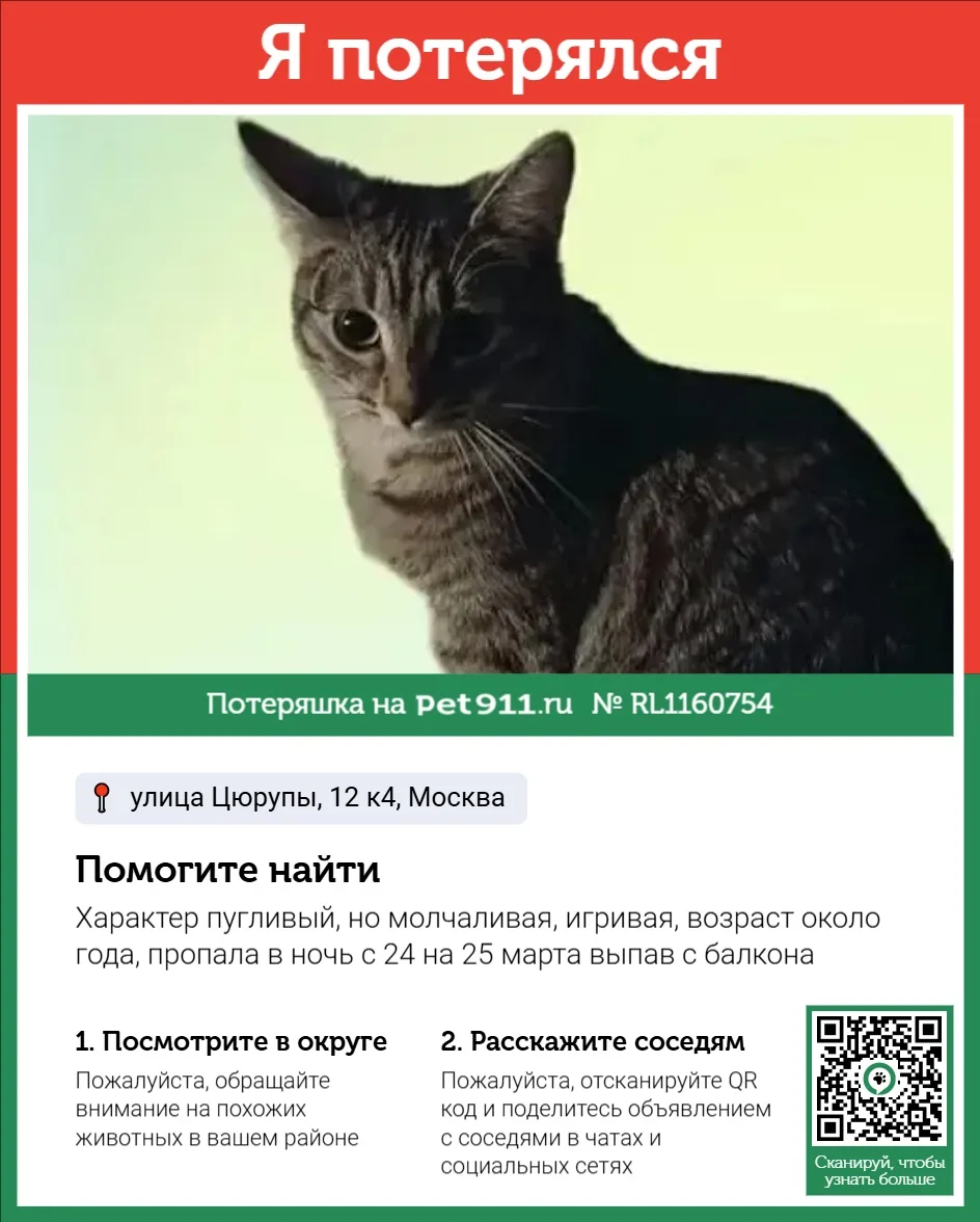 Найдена кошка в Москве — фото питомца