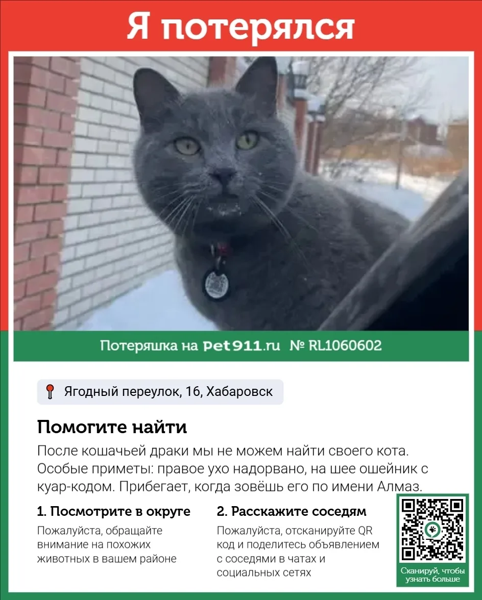 Пропала кошка в Хабаровске — фото питомца