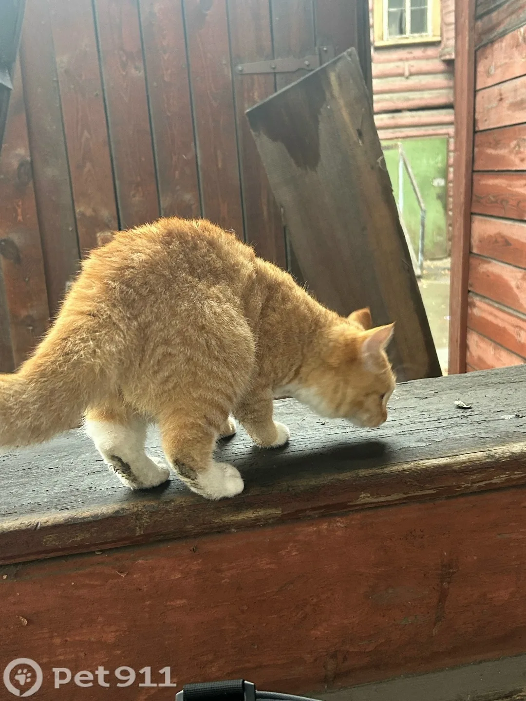 Найдена кошка в Иркутске — фото питомца