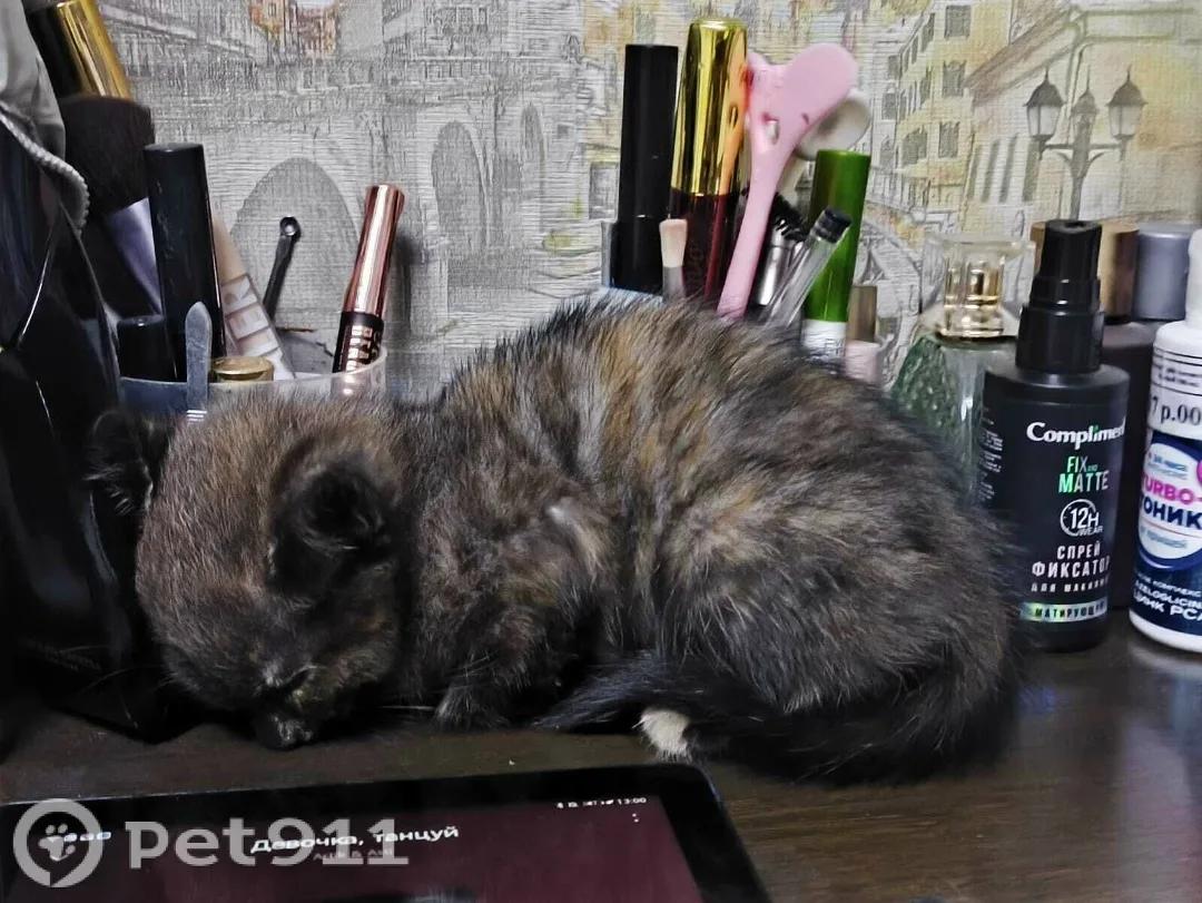 Найдена кошка в Иркутске — фото питомца