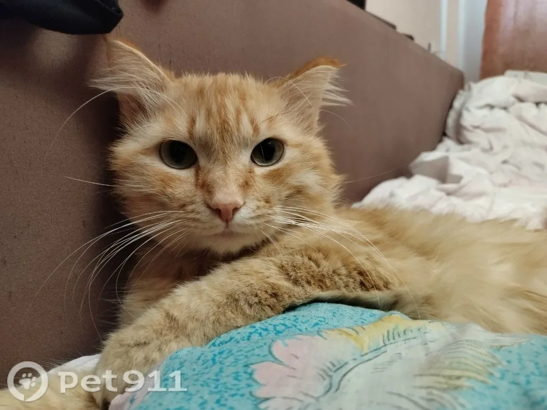 Найдена кошка в Иркутске — фото питомца