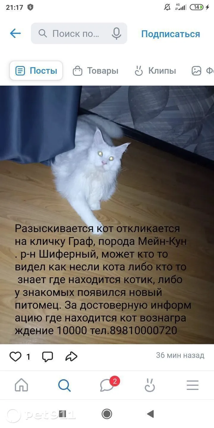 Пропала кошка в Владивостоке — фото питомца