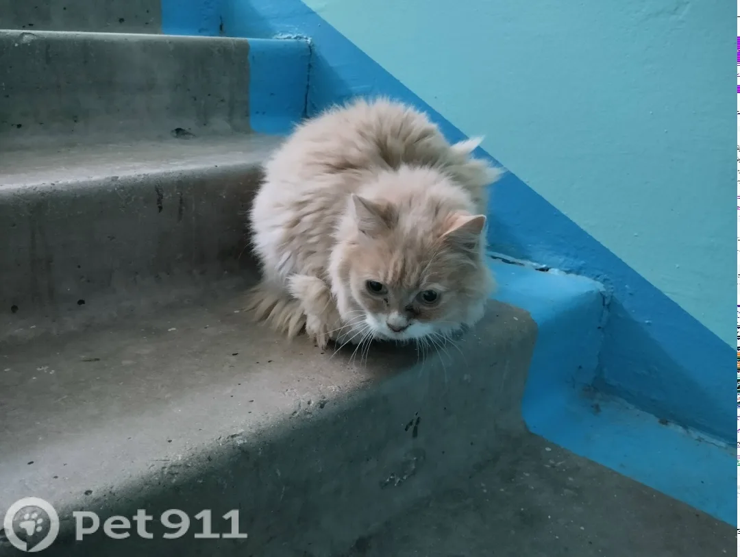 Найдена кошка в Владивостоке — фото питомца