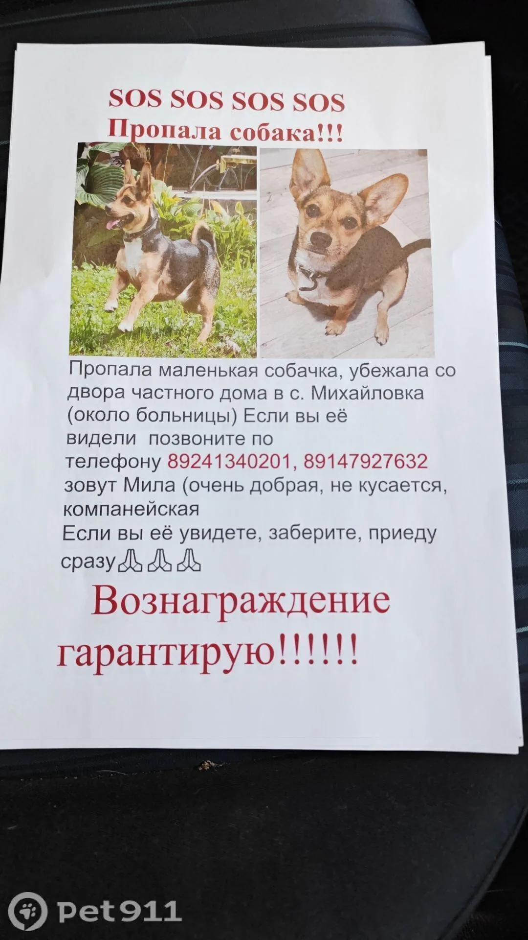 Пропала собака в Владивостоке — фото питомца