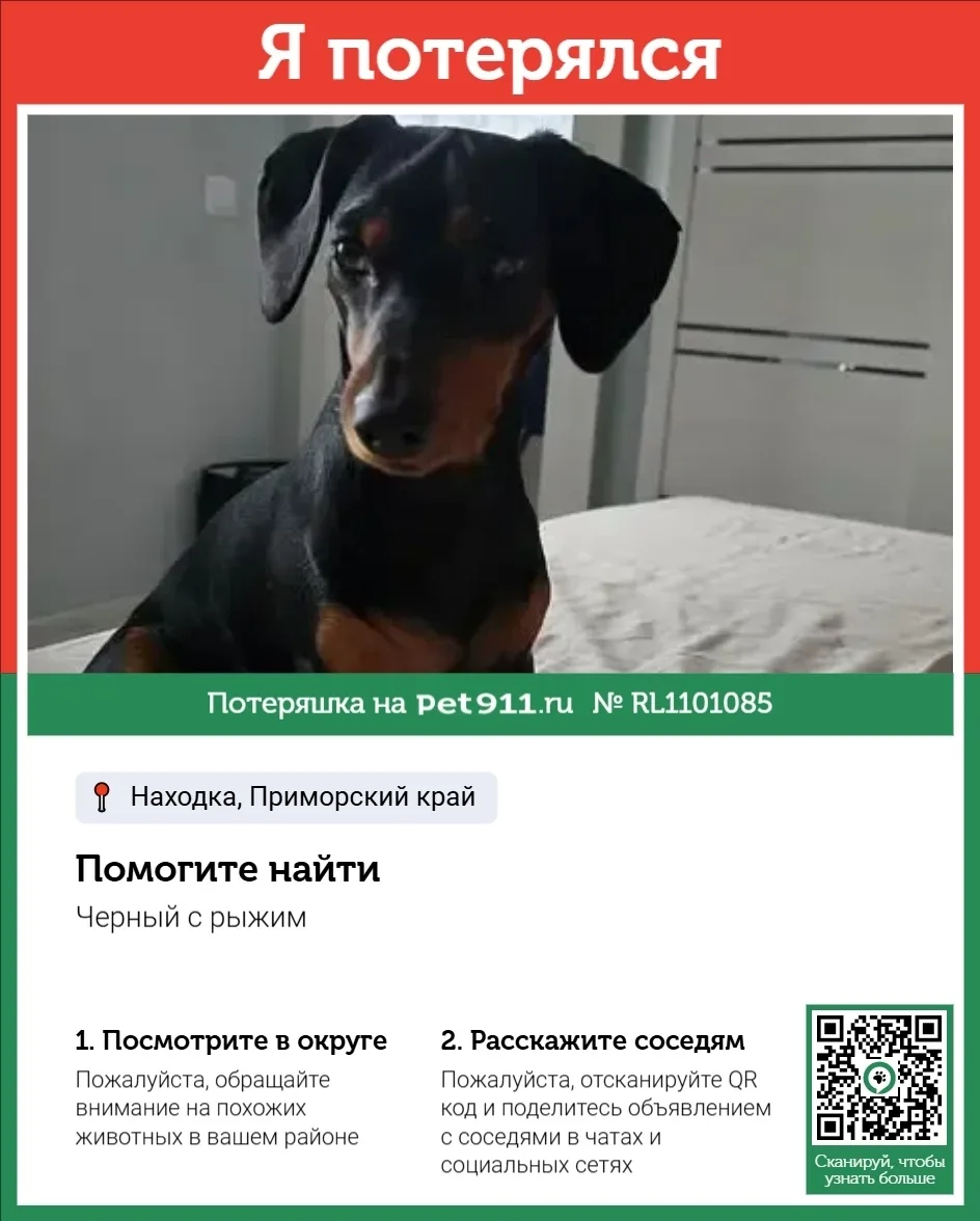 Пропала собака в Владивостоке — фото питомца