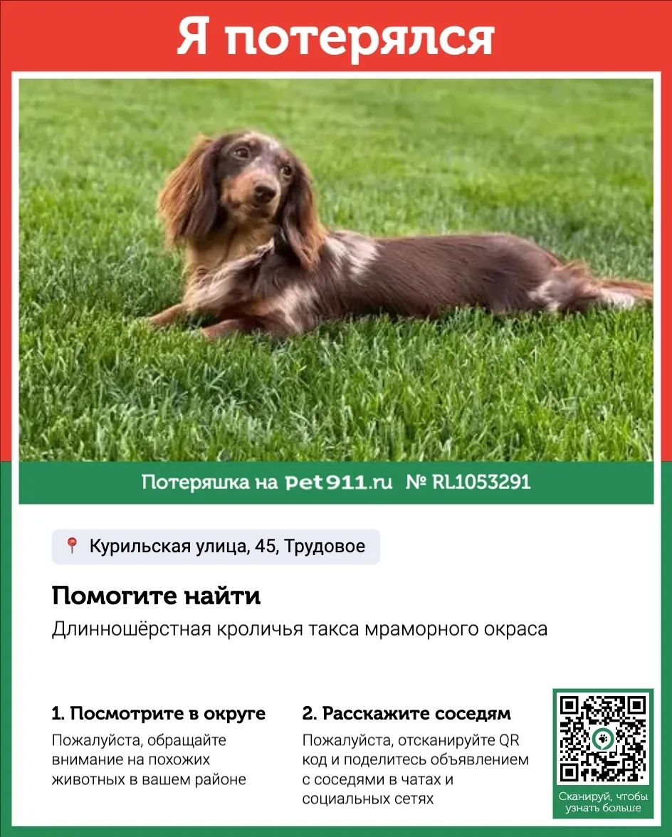Пропала собака в Владивостоке — фото питомца