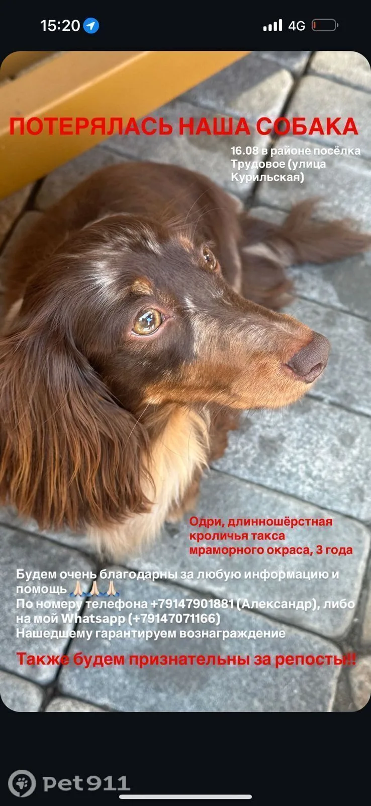 Пропала собака в Владивостоке — фото питомца