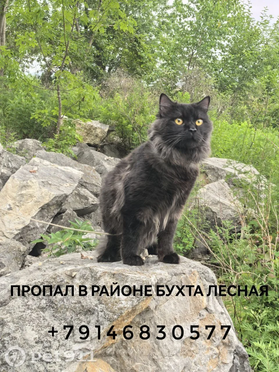 Пропала кошка в Владивостоке — фото питомца