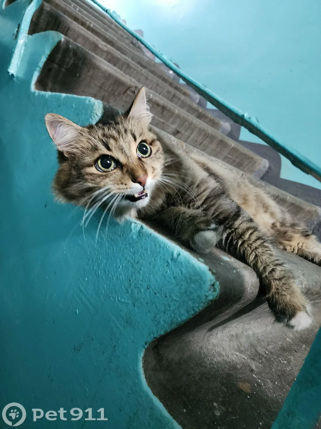 Найдена кошка в Иркутске — фото питомца