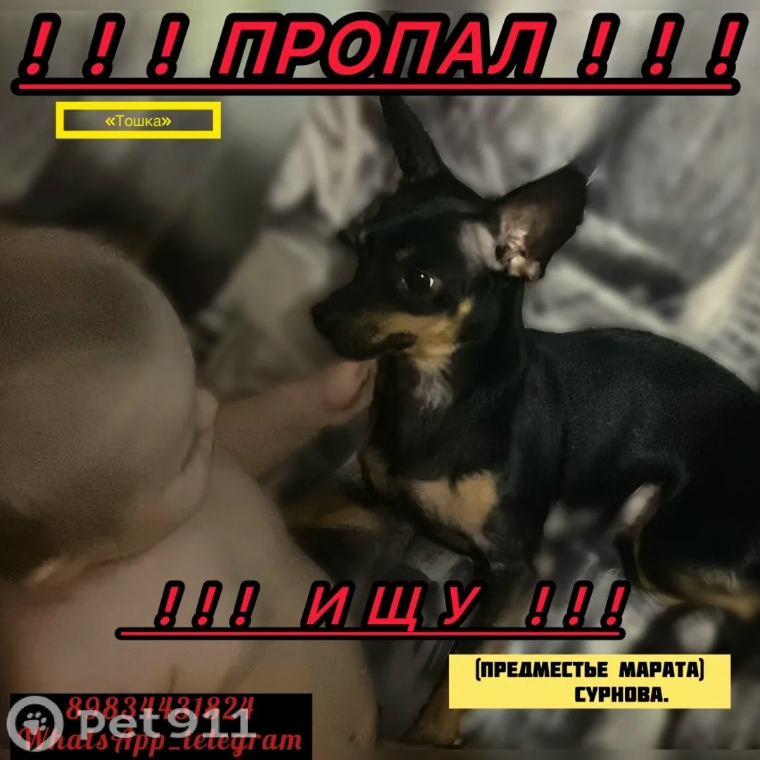 Пропала собака в Иркутске — фото питомца