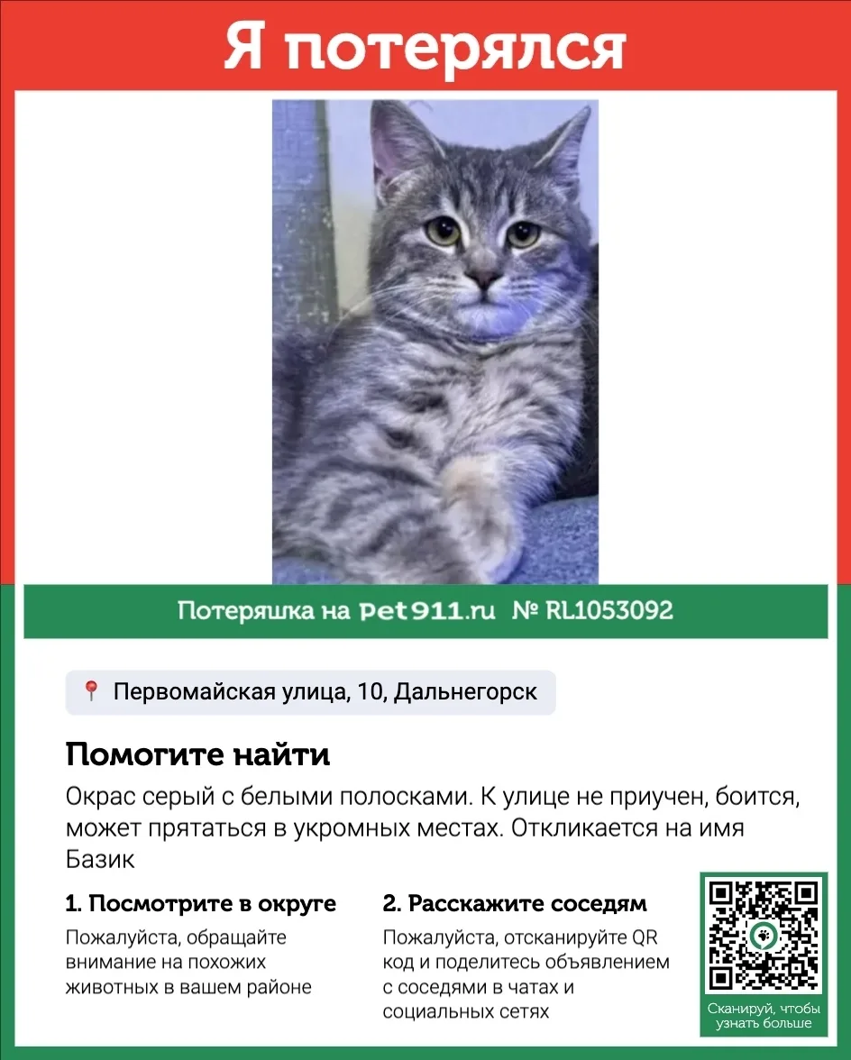 Пропала кошка в Владивостоке — фото питомца