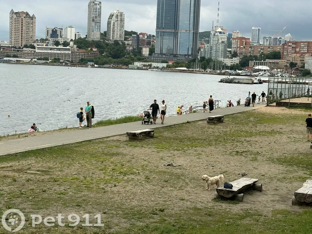 Найдена собака в Владивостоке — фото питомца