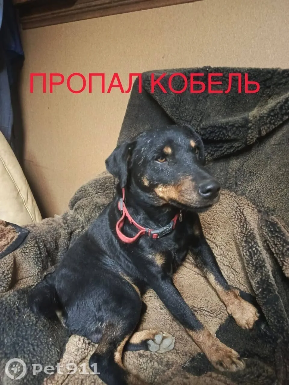 Пропала собака в Владивостоке — фото питомца