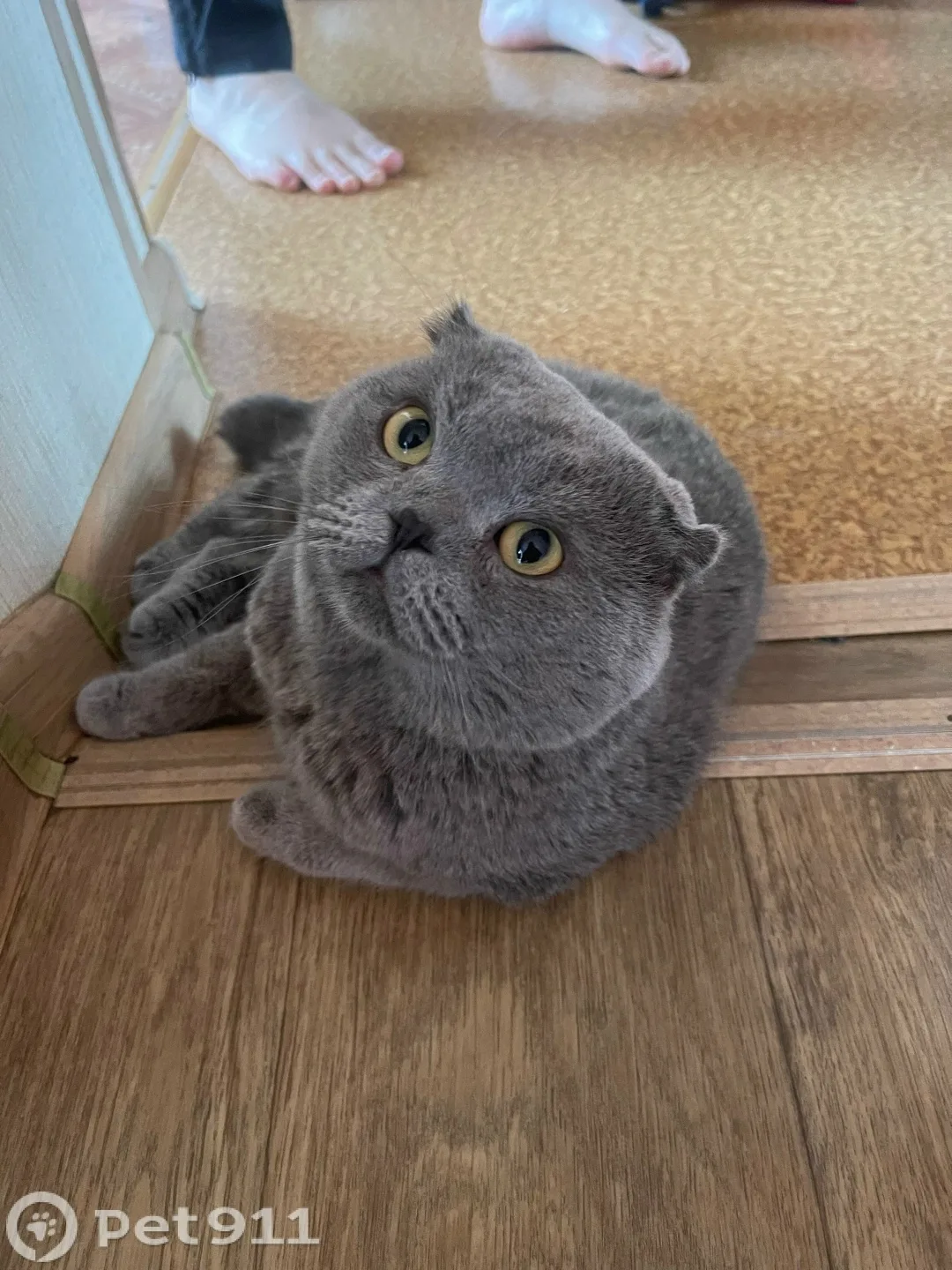 Пропала кошка в Владивостоке — фото питомца