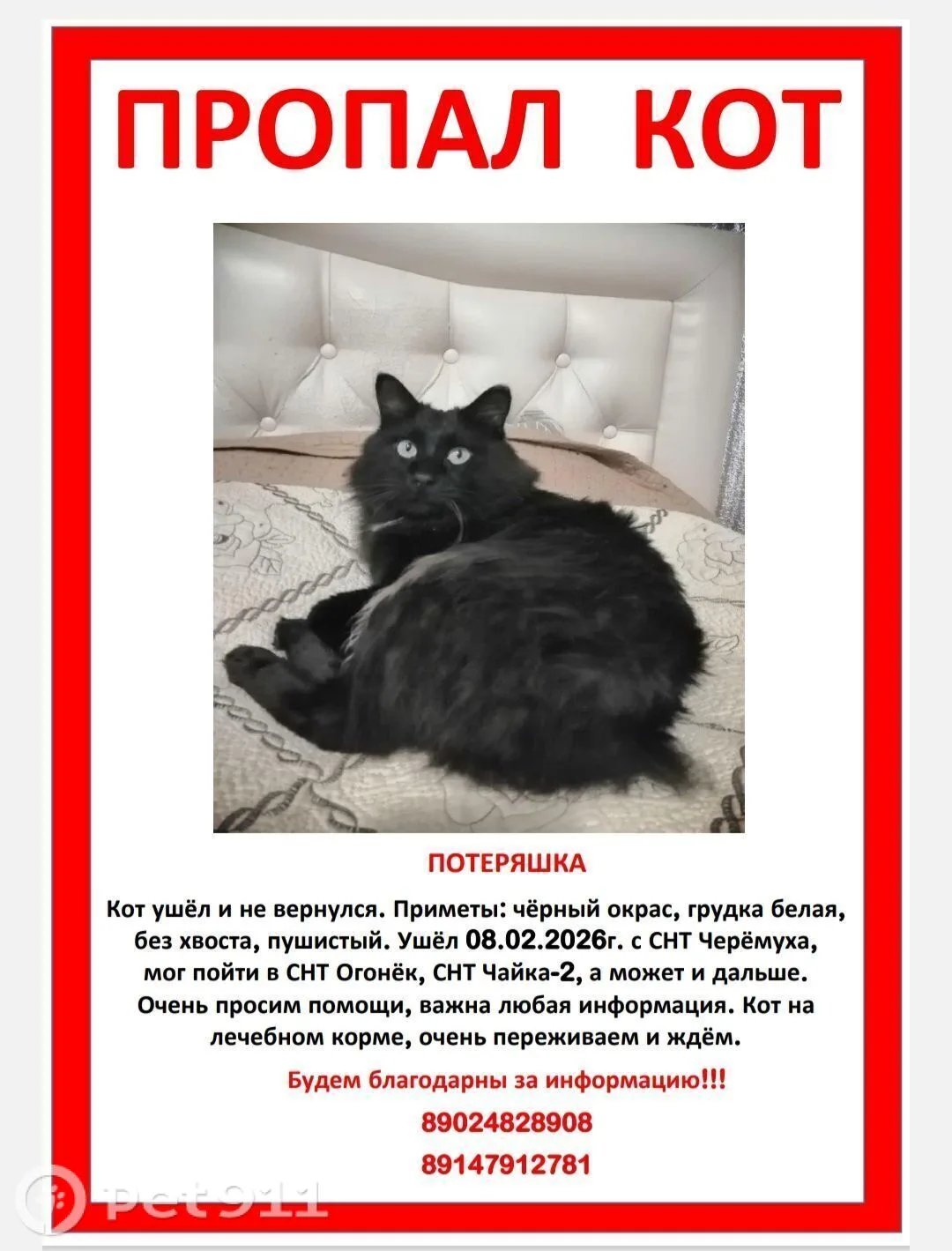 Пропала кошка в Владивостоке — фото питомца