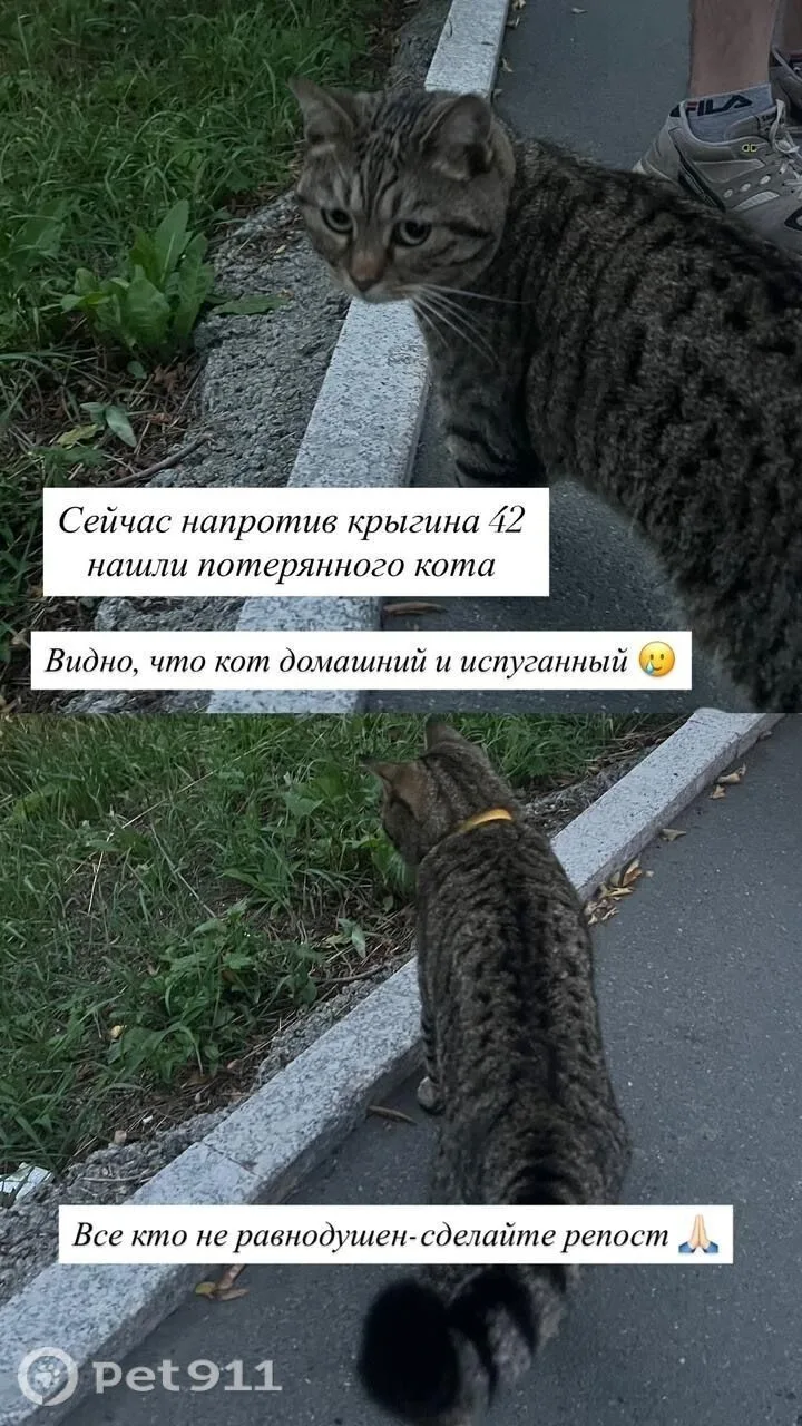 Найдена кошка в Владивостоке — фото питомца