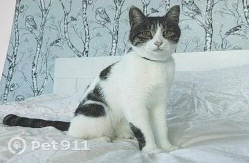 Найдена кошка в Владивостоке — фото питомца
