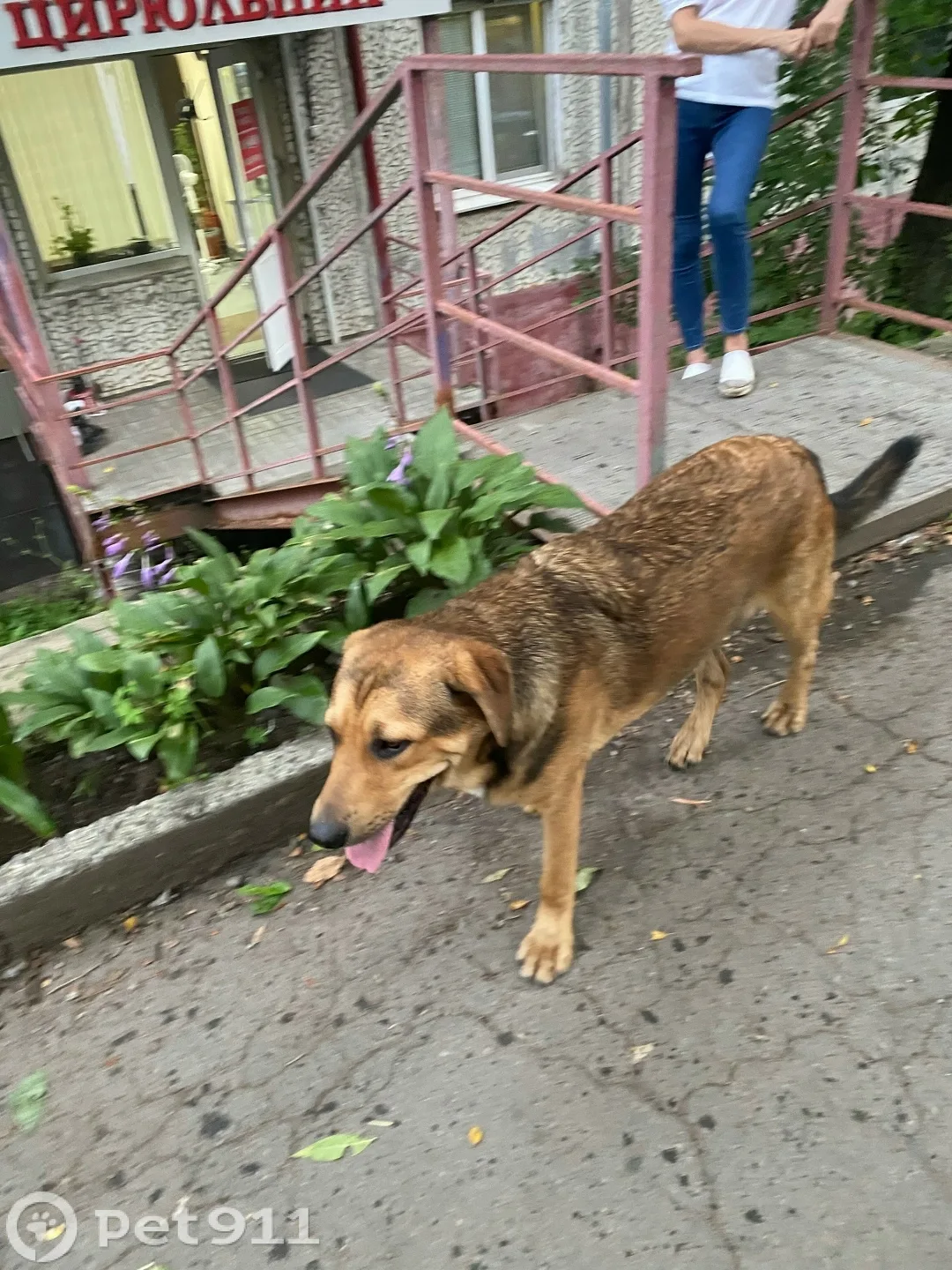 Найдена собака в Владивостоке — фото питомца