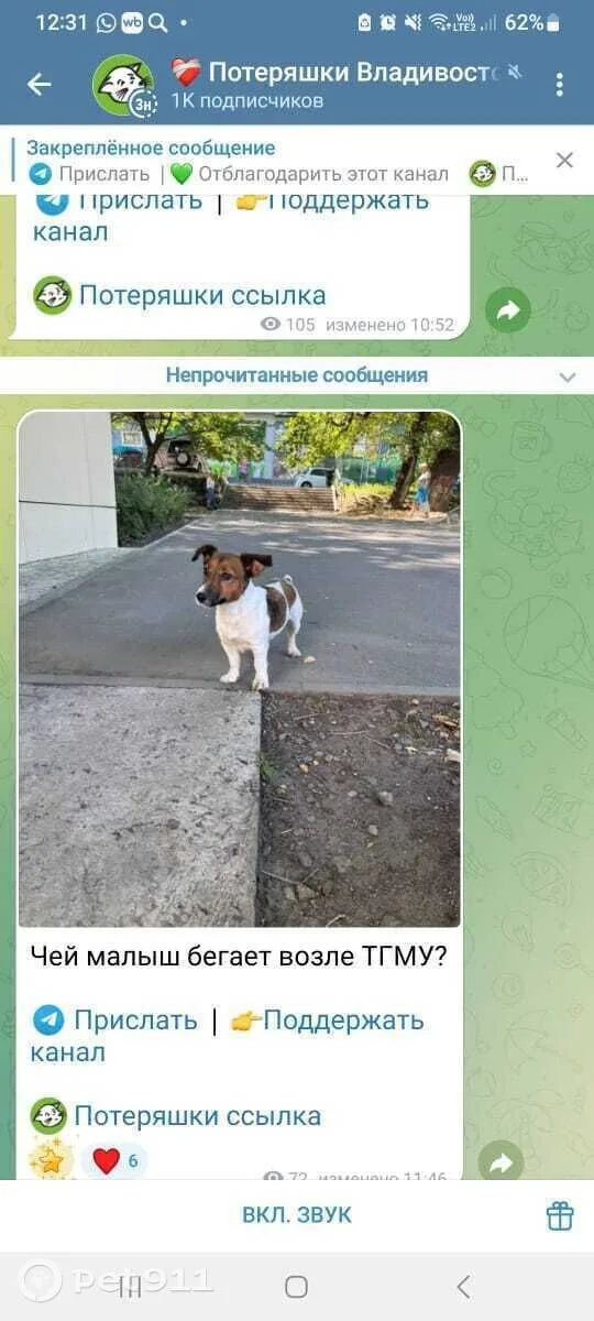Пропала собака в Владивостоке — фото питомца