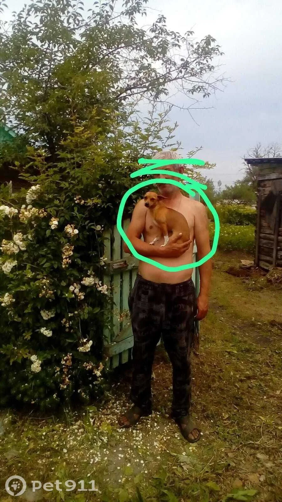 Пропала собака в Владивостоке — фото питомца