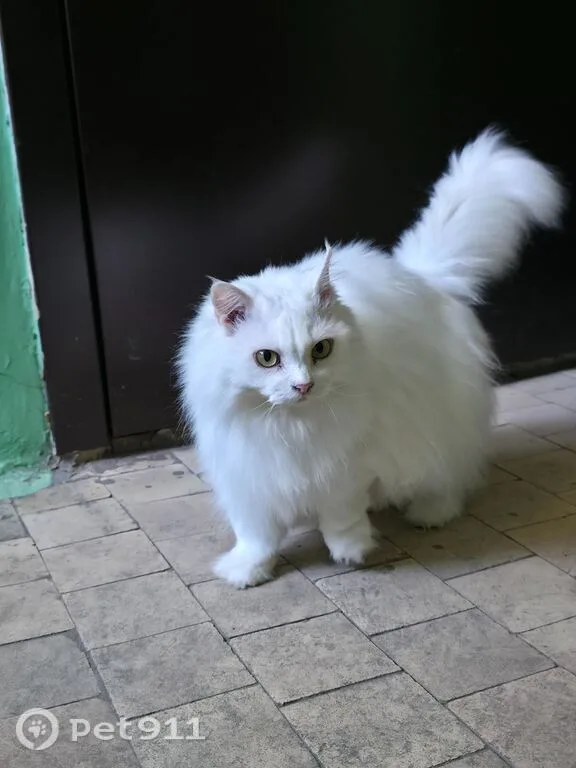 Найдена кошка в Владивостоке — фото питомца