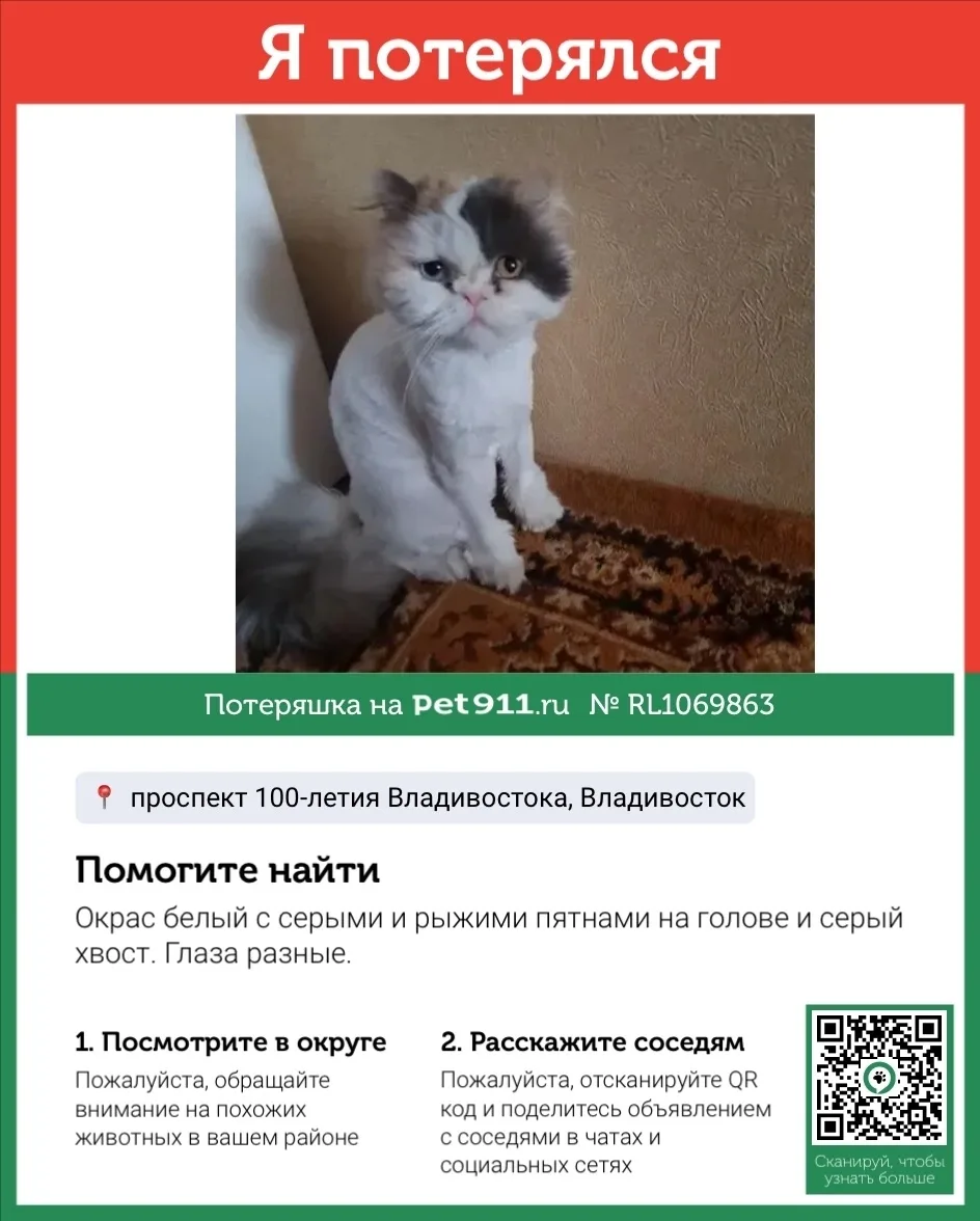 Пропала кошка в Владивостоке — фото питомца