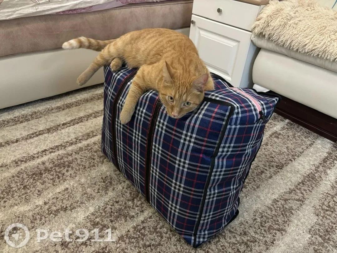 Пропала кошка в Владивостоке — фото питомца