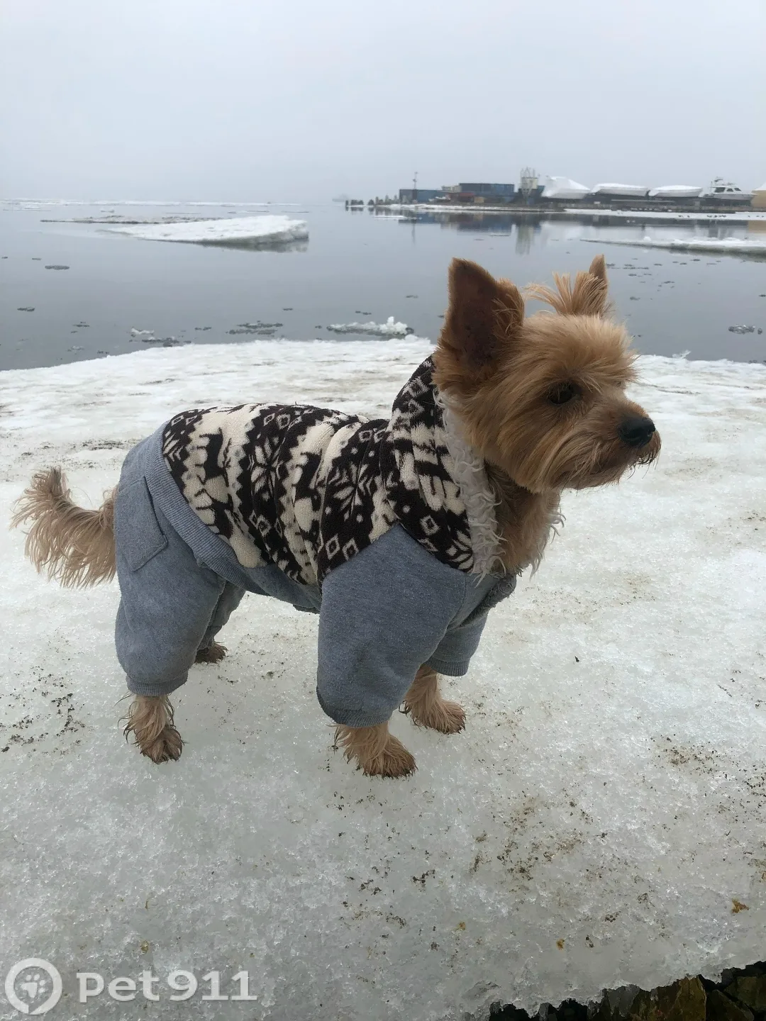 Пропала собака в Владивостоке — фото питомца
