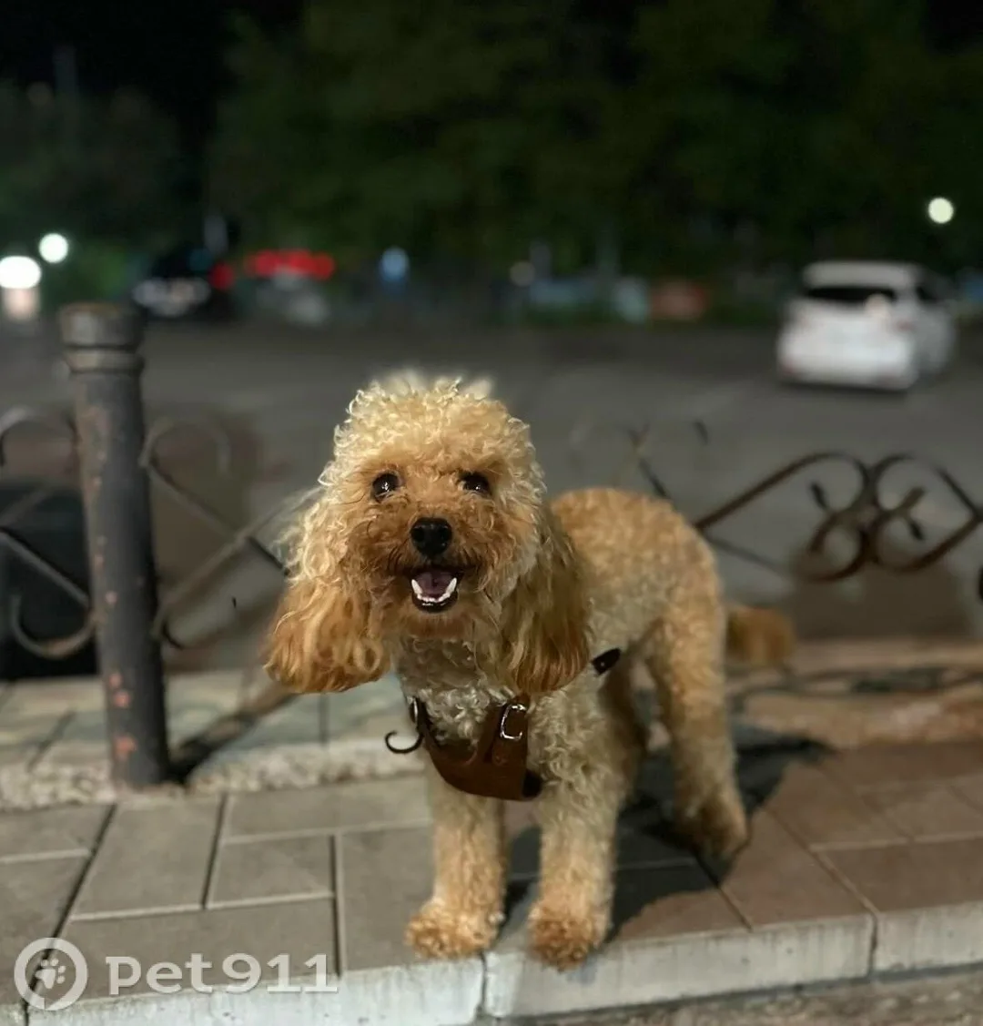 Пропала собака в Владивостоке — фото питомца