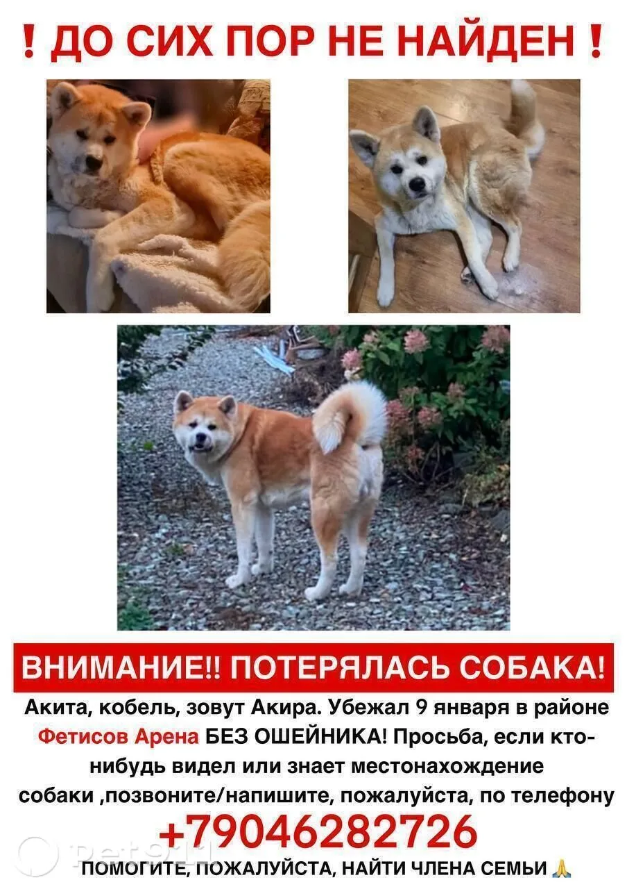 Пропала собака в Владивостоке — фото питомца