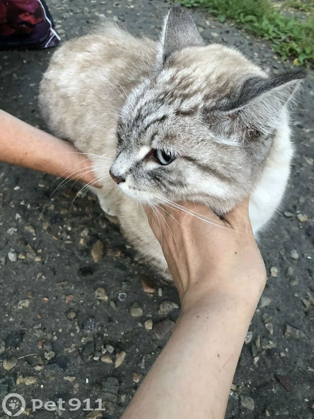 Найдена кошка в Иркутске — фото питомца