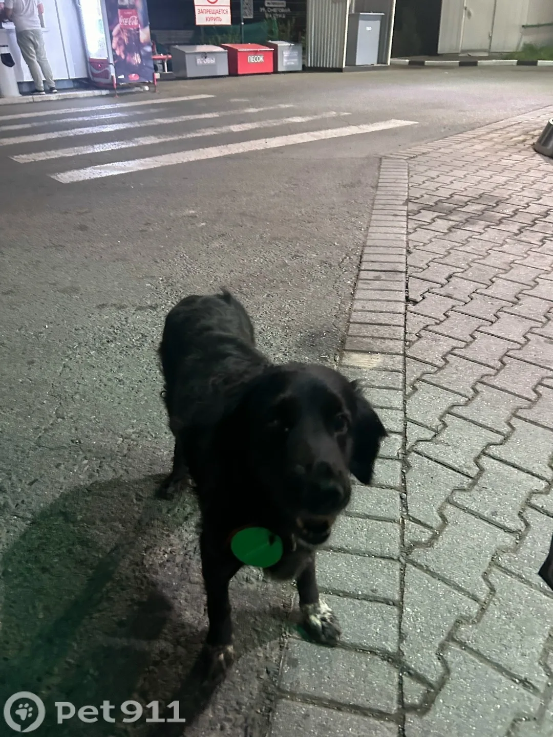 Найдена собака в Владивостоке — фото питомца