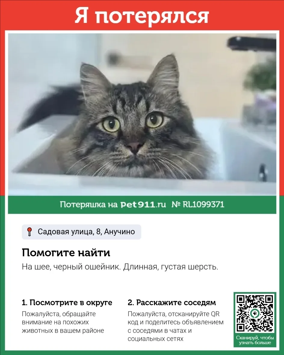 Пропала кошка в Владивостоке — фото питомца