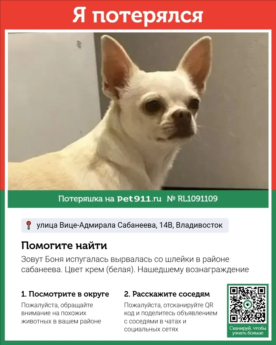 Пропала собака в Владивостоке — фото питомца