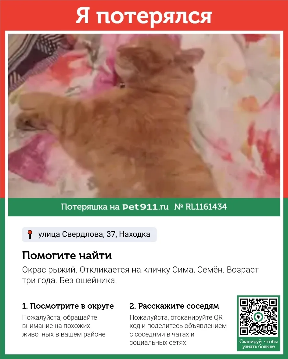 Пропала кошка в Владивостоке — фото питомца