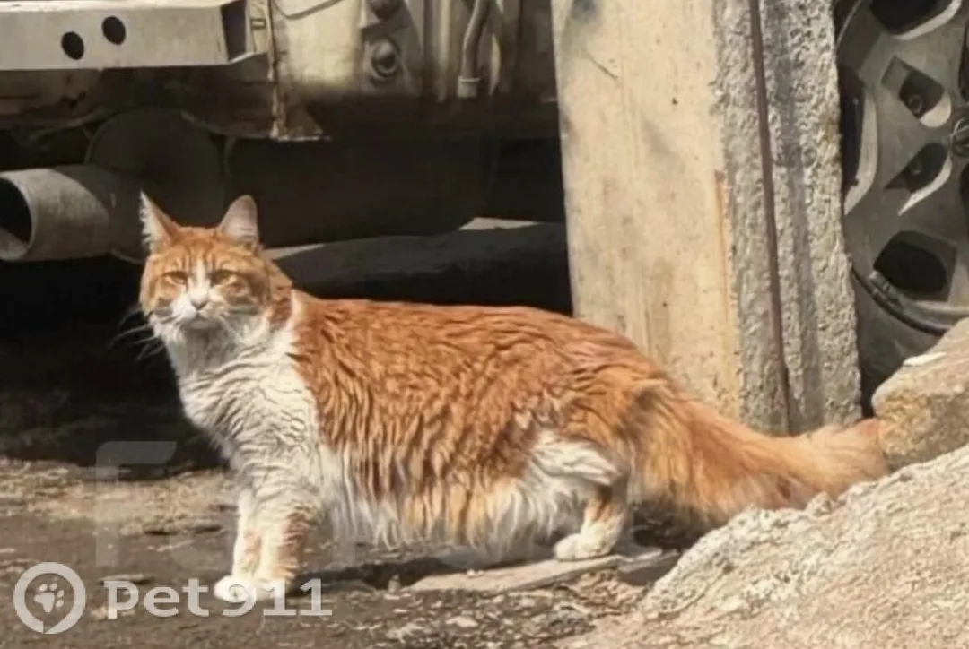 Найдена кошка в Владивостоке — фото питомца