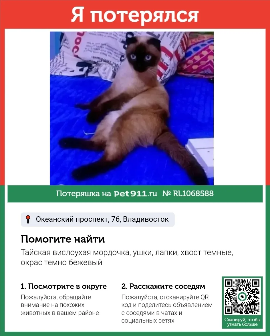 Пропала кошка в Владивостоке — фото питомца